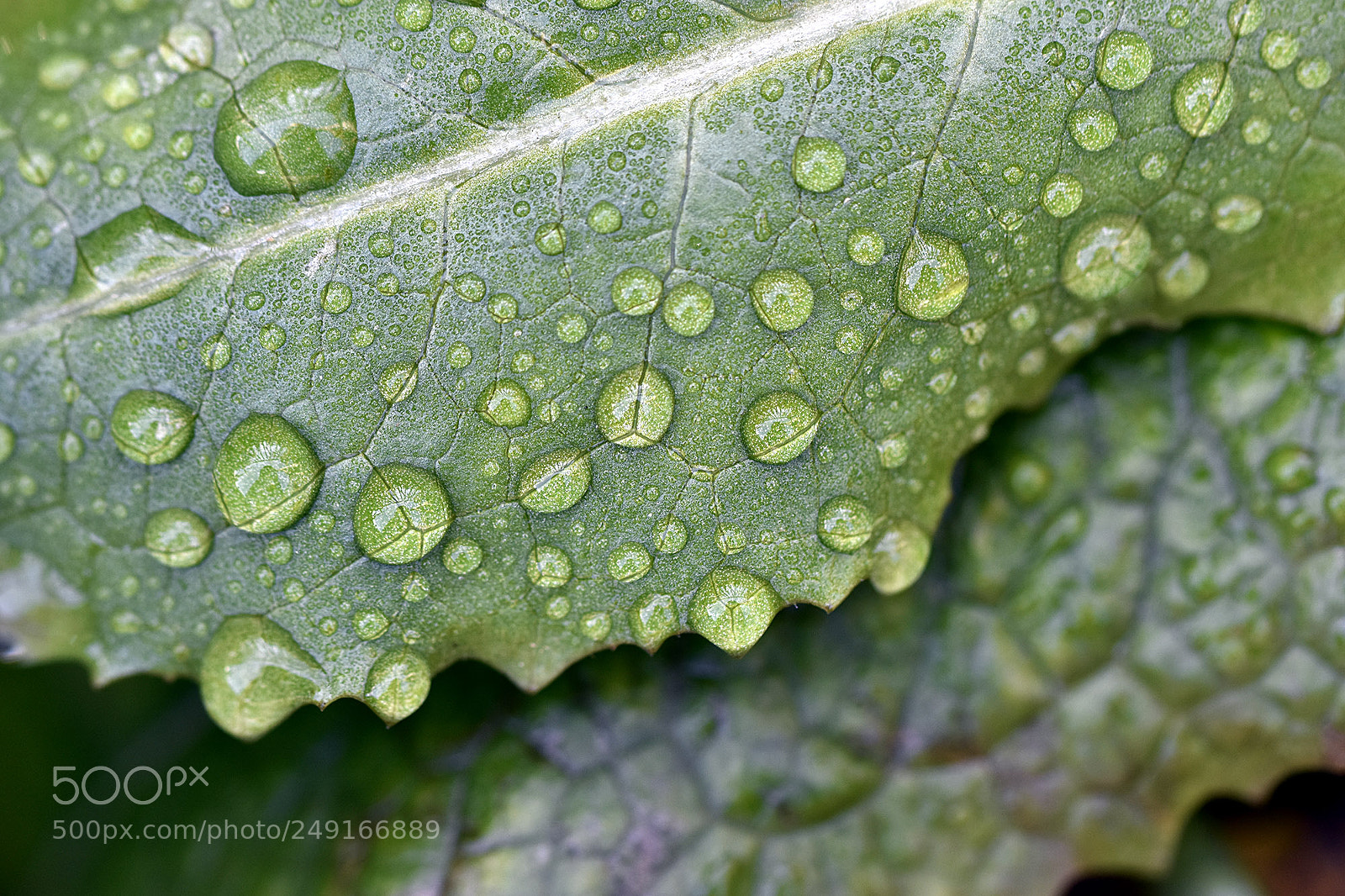 Nikon D7200 sample photo. Gotes photography