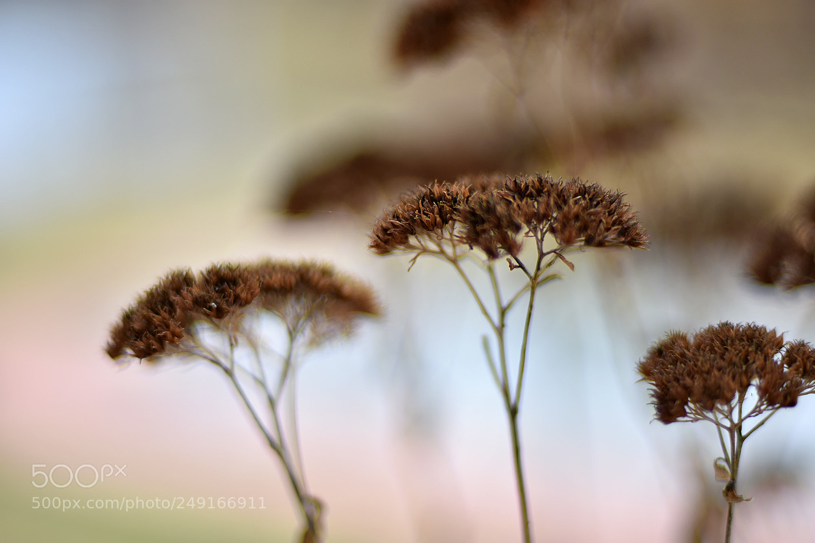 Nikon D7200 sample photo. Arbres onírics photography