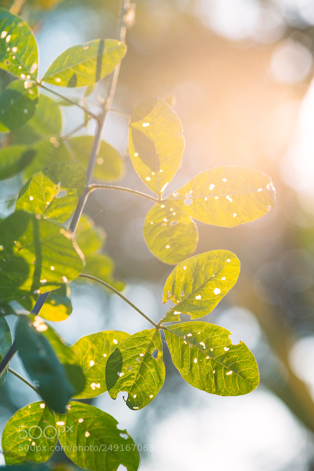 Nikon D5 sample photo. 春光 photography