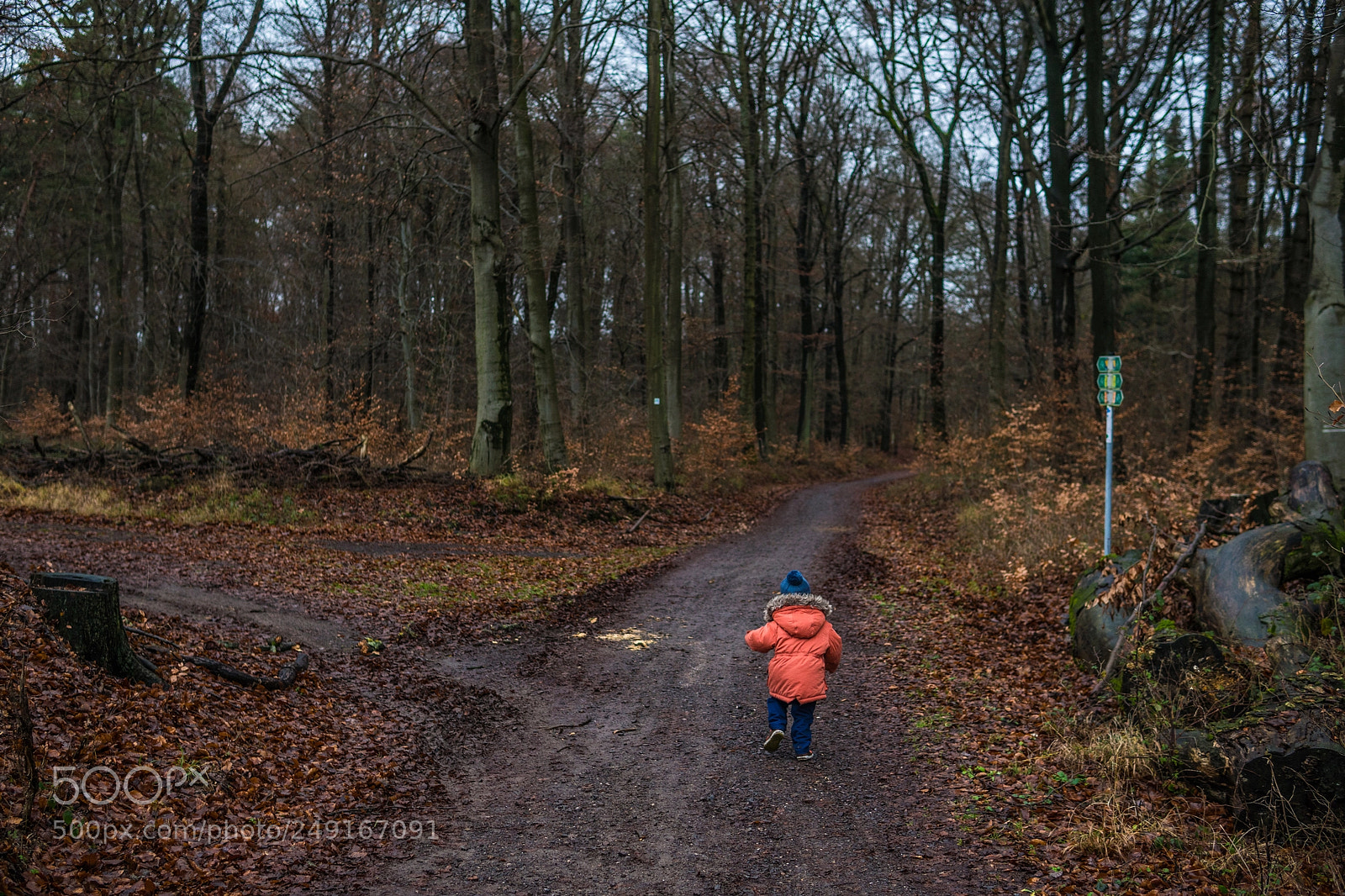 Sony a6500 sample photo. Running in the woods photography