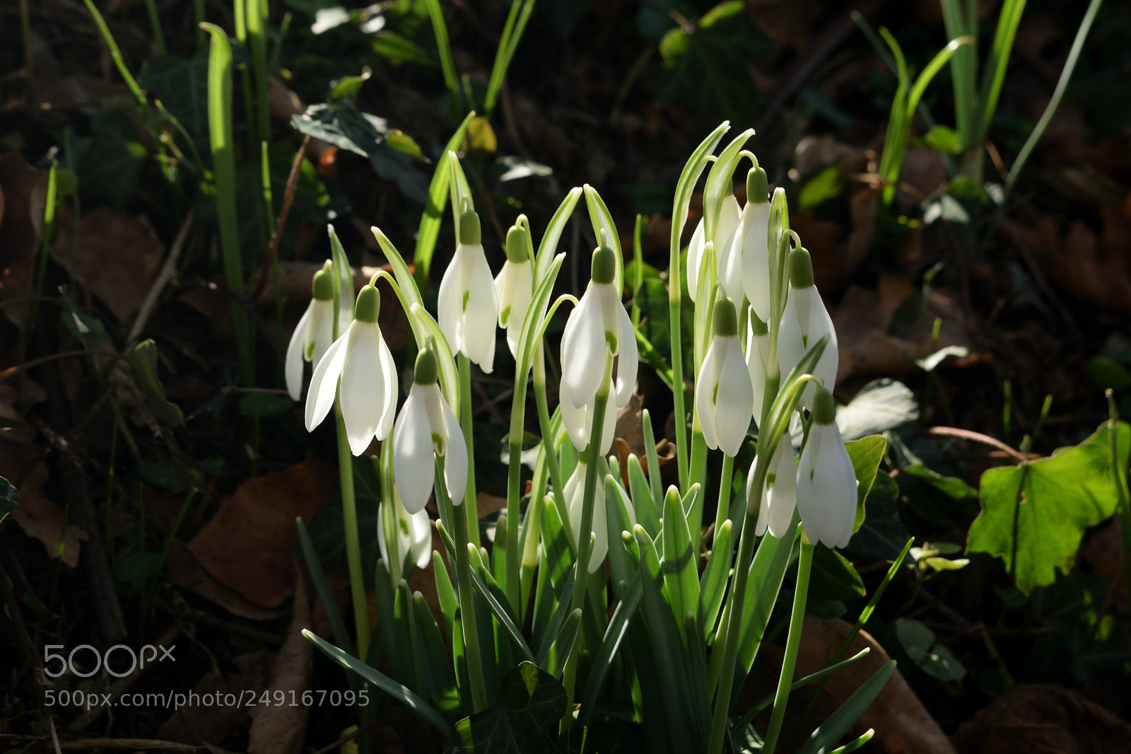 Nikon D3300 sample photo. Snowdrop photography