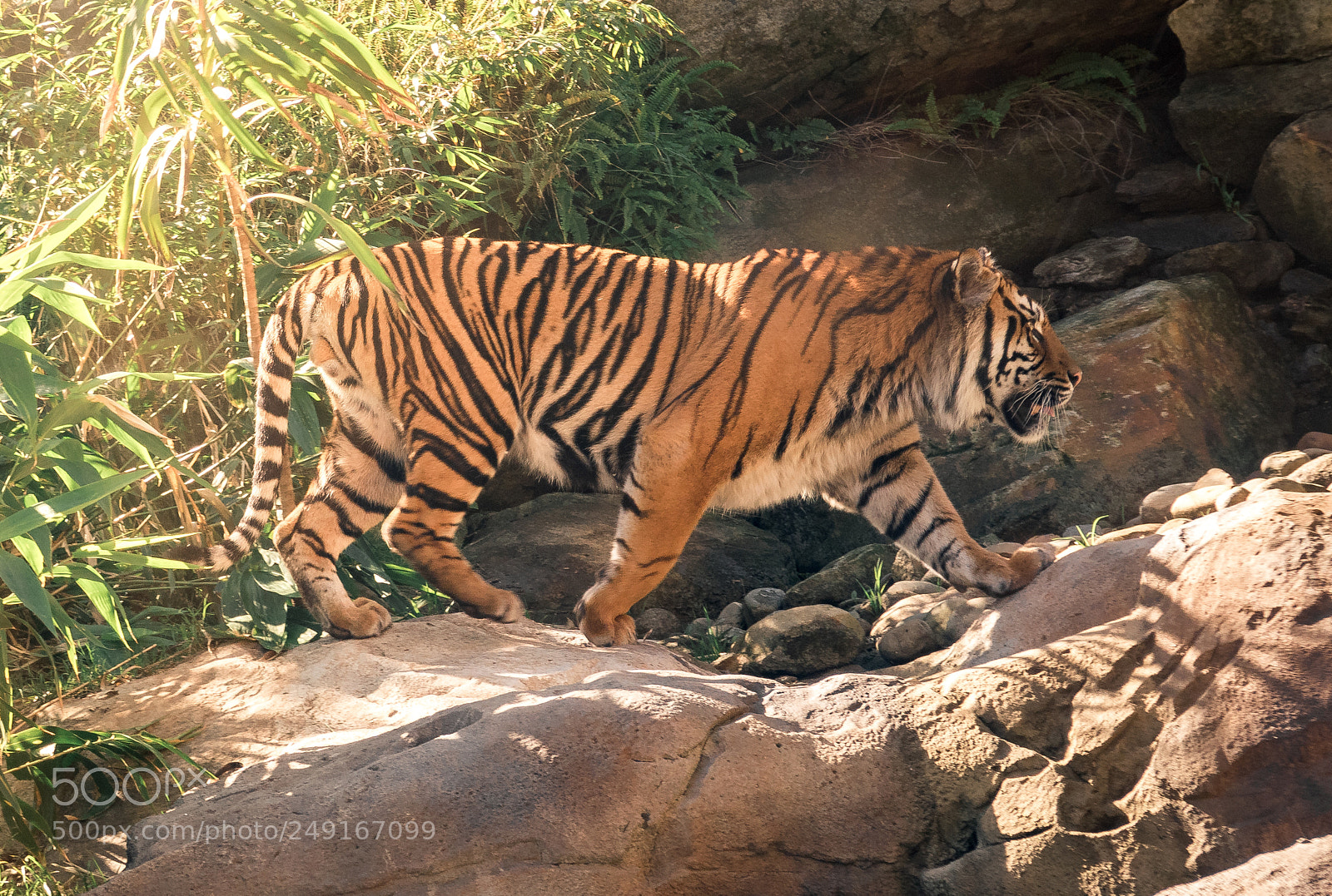 Canon PowerShot G5 X sample photo. Tiger photography