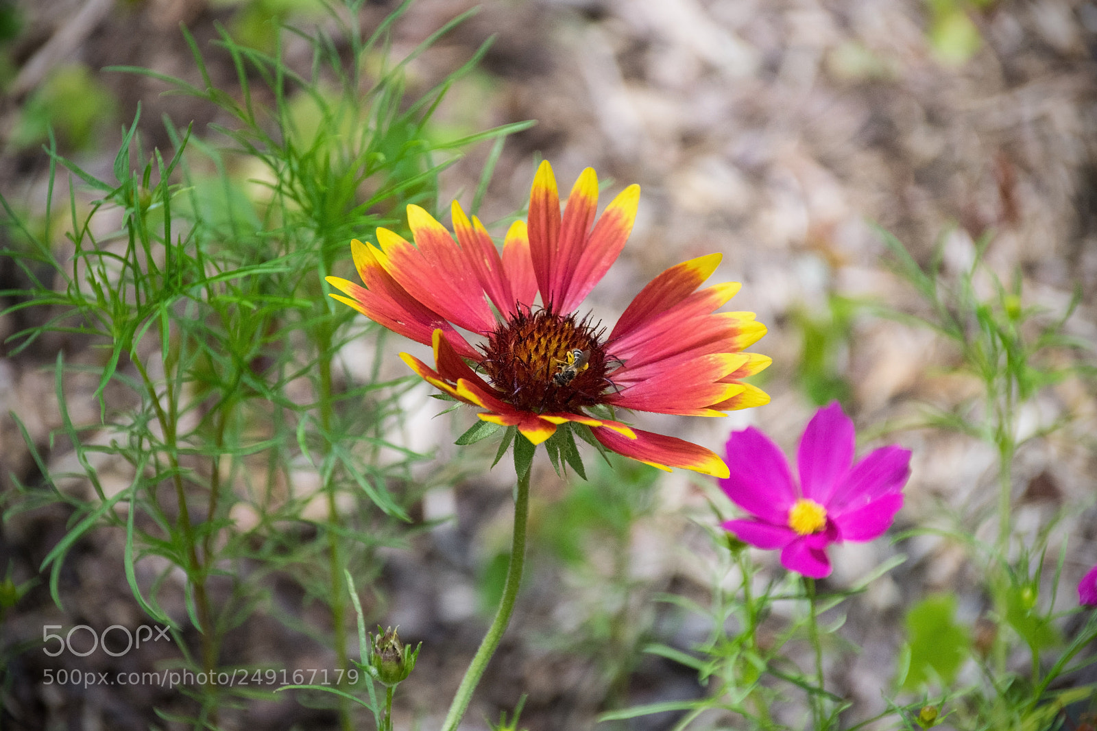 Nikon D5300 sample photo. Blanketflower photography