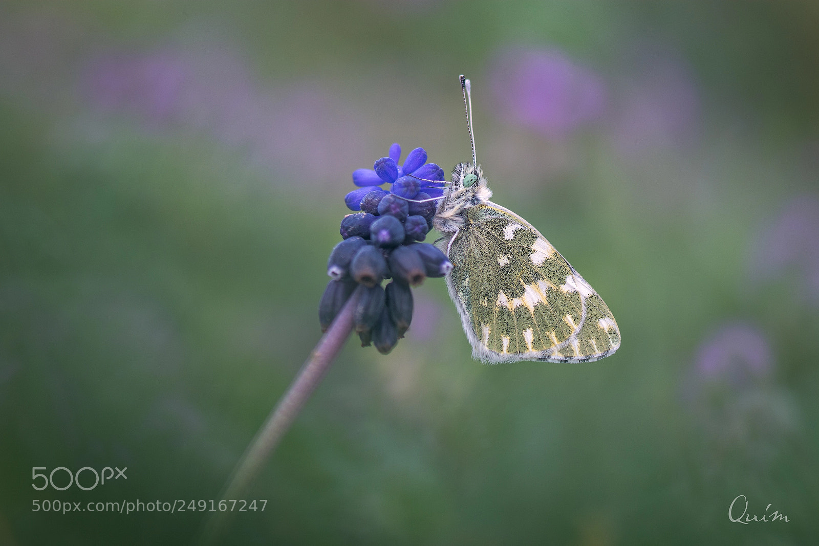 Nikon D7100 sample photo. Pontia daplidice photography