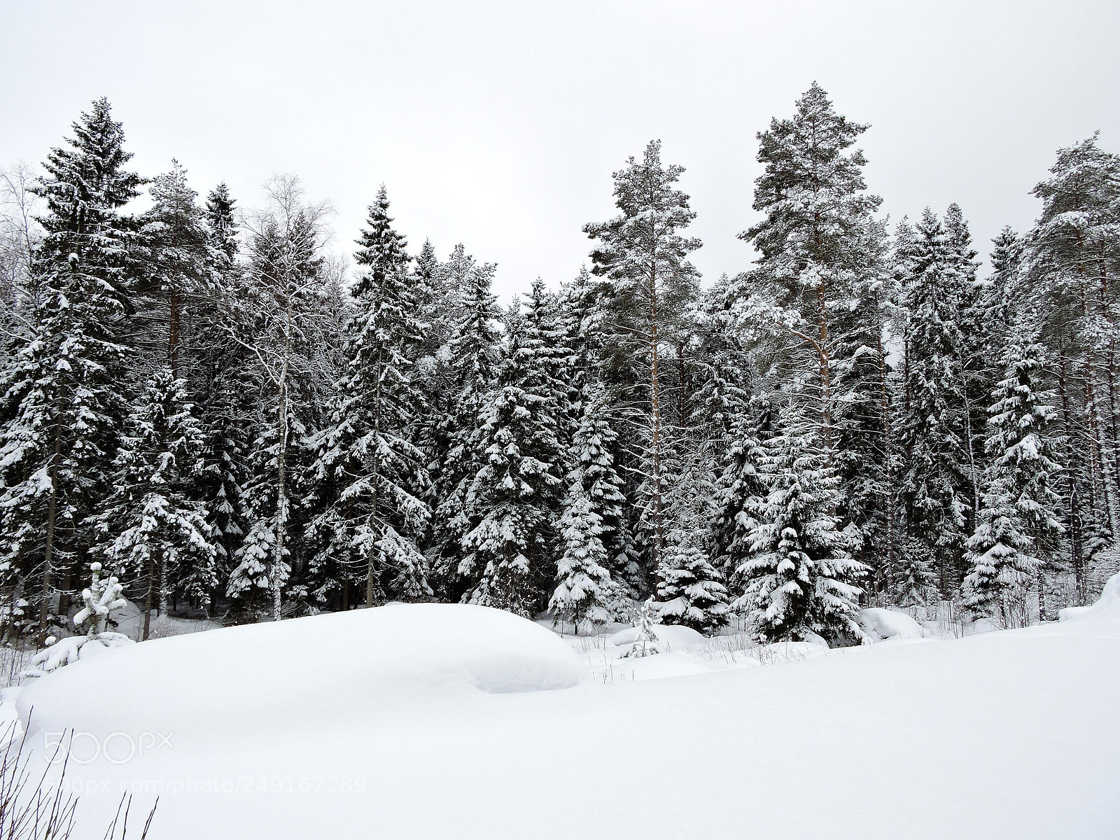 Nikon Coolpix P600 sample photo. Winter forest photography