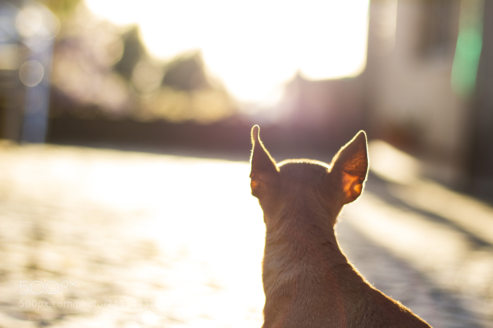 Canon EOS 700D (EOS Rebel T5i / EOS Kiss X7i) sample photo. Golden hour photography