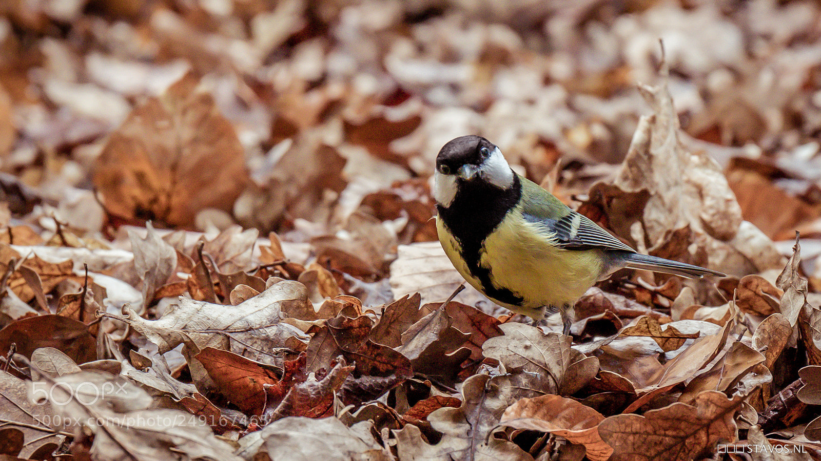 Canon EOS 7D Mark II sample photo. Great tit photography