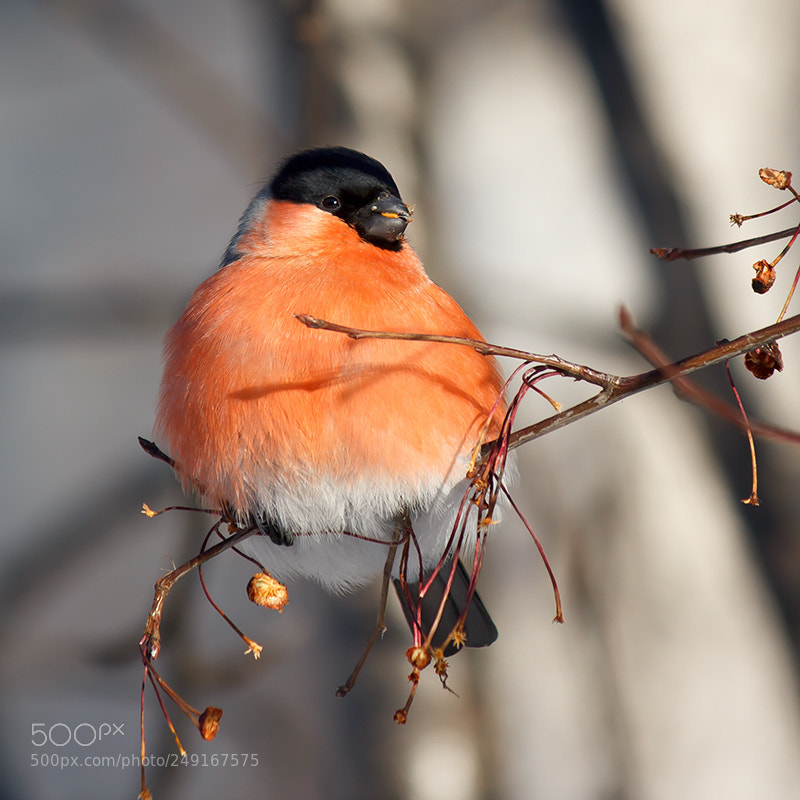 Canon EOS 60D sample photo. Bullfinch photography