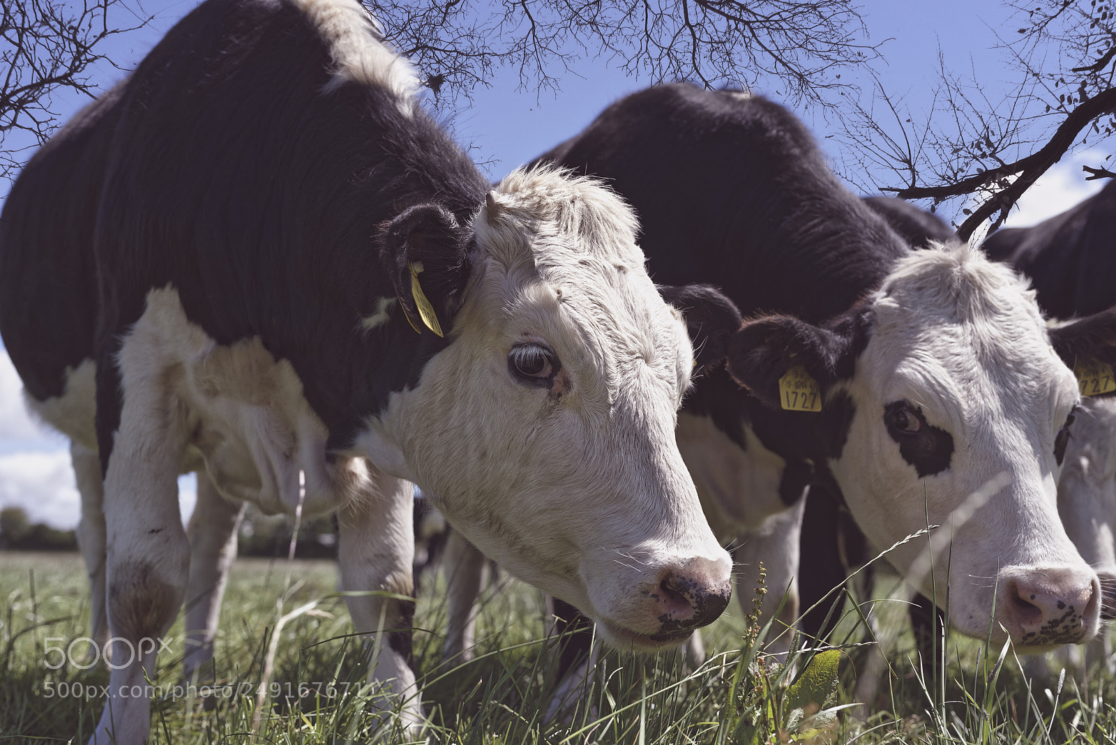 Nikon D810 sample photo. Cattle happy out photography