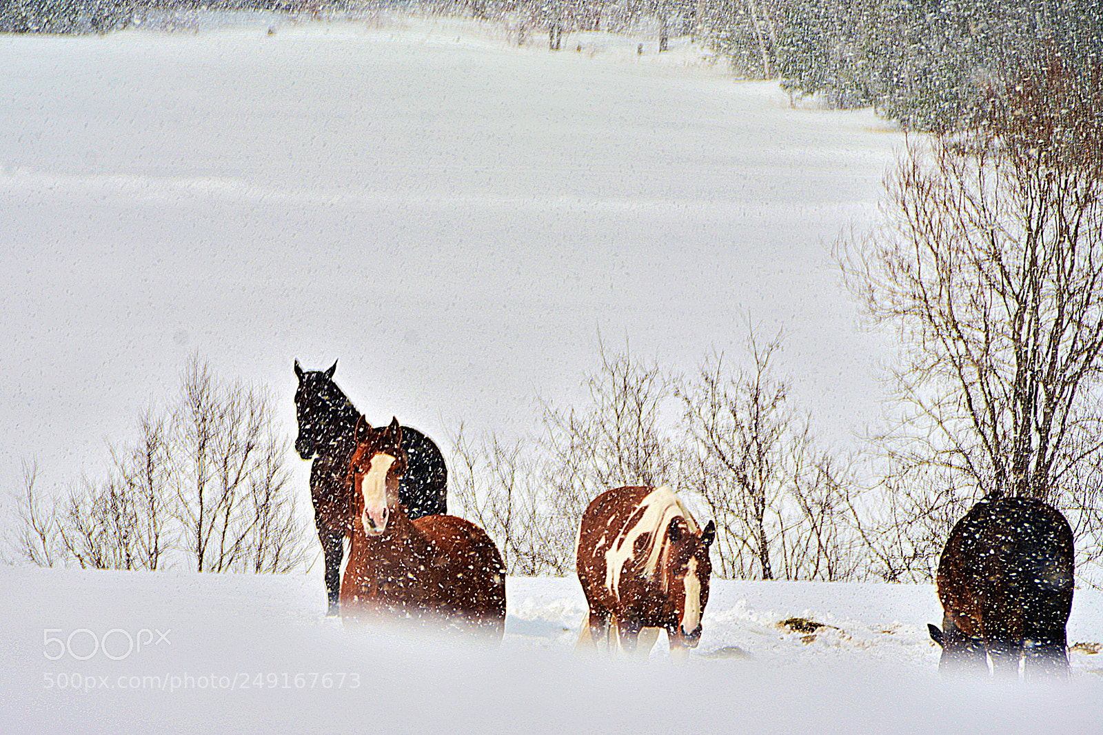 Nikon D7100 sample photo. Chevaux de neige photography