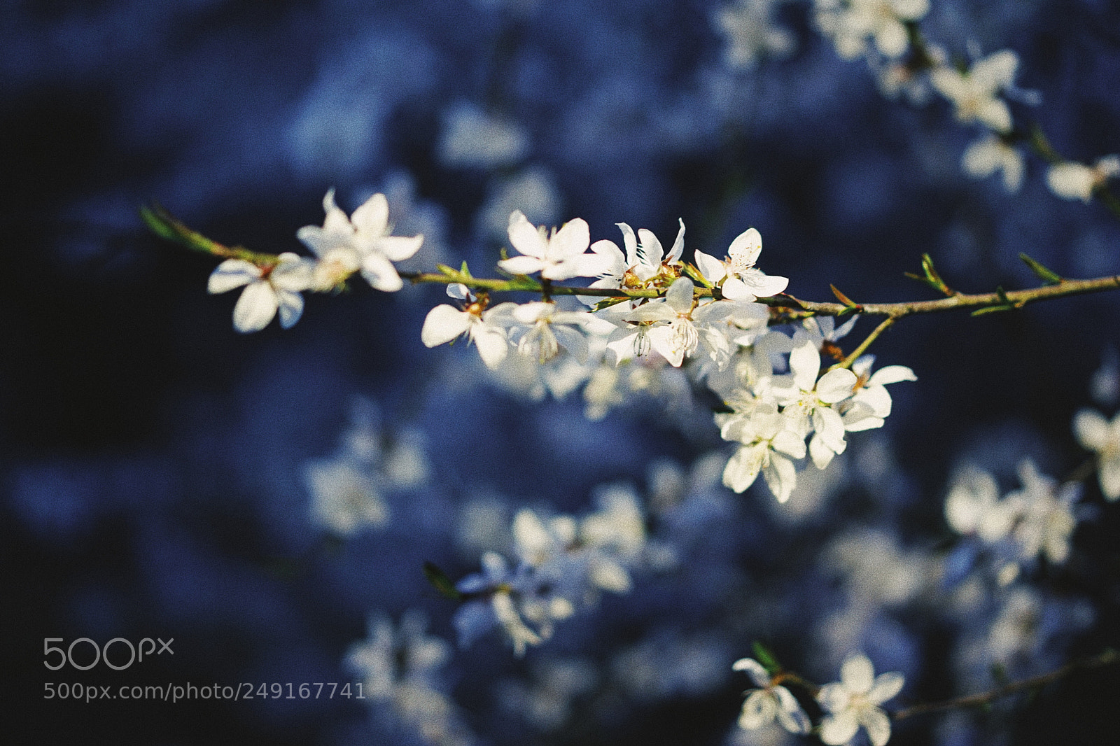 Sony a7 II sample photo. Untitled photography