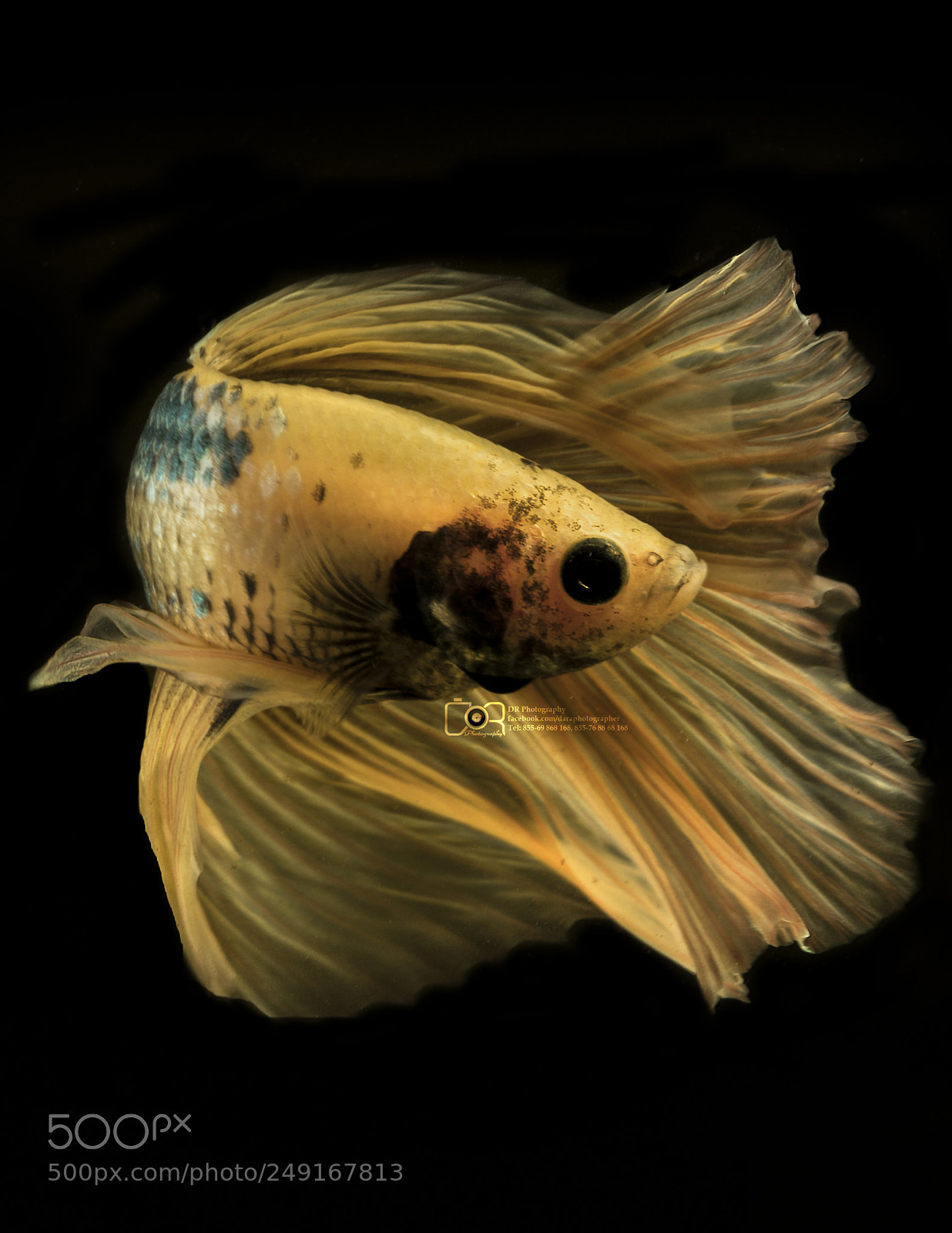 Canon EOS 5D Mark IV sample photo. Cambodia betta fish photography