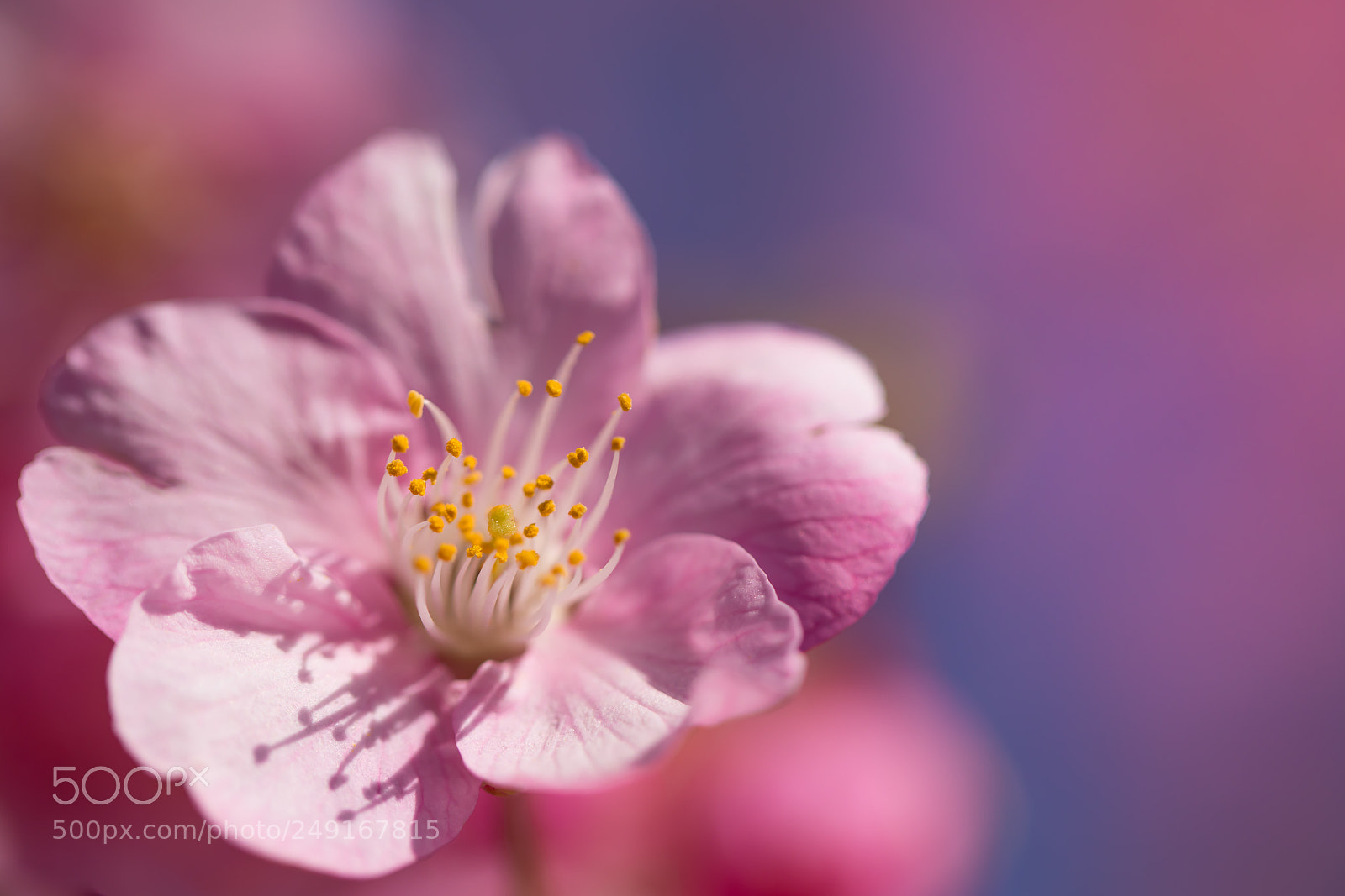 Canon EOS 5D Mark IV sample photo. Cherry blossoms photography