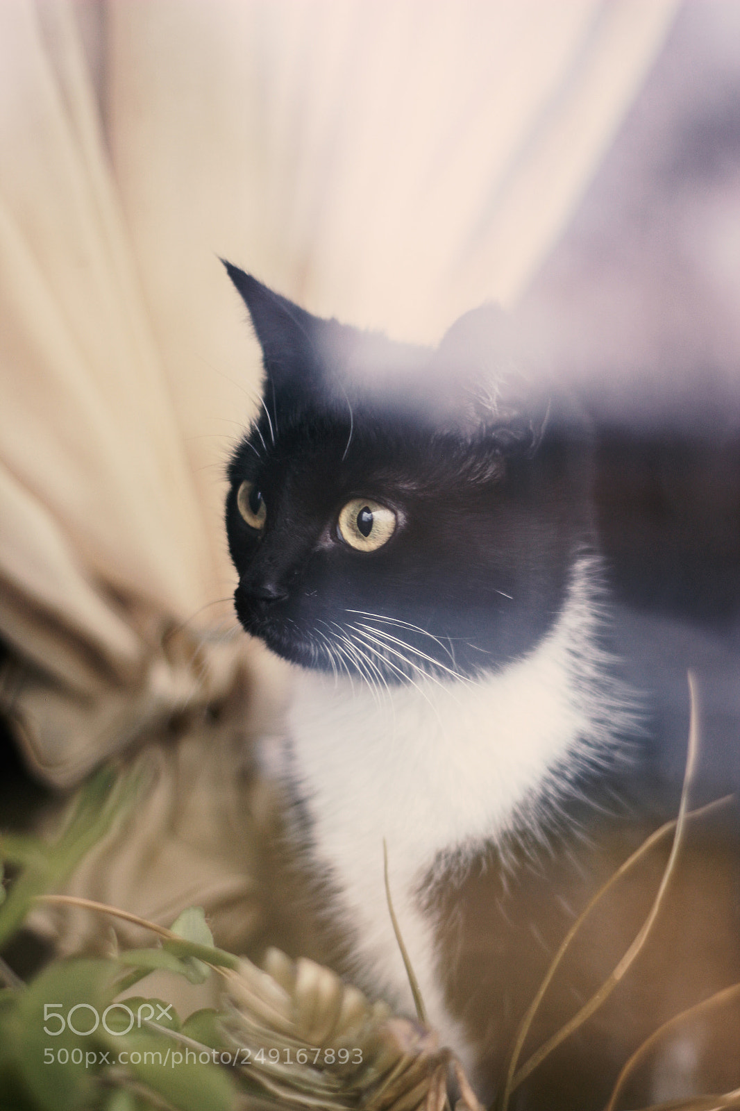 Canon EOS 600D (Rebel EOS T3i / EOS Kiss X5) sample photo. Black cat photography