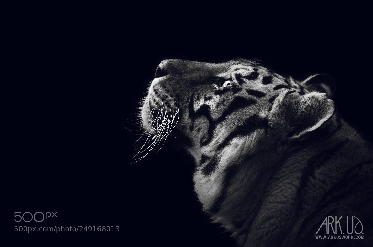 Pentax K-5 II sample photo. Tiger photography