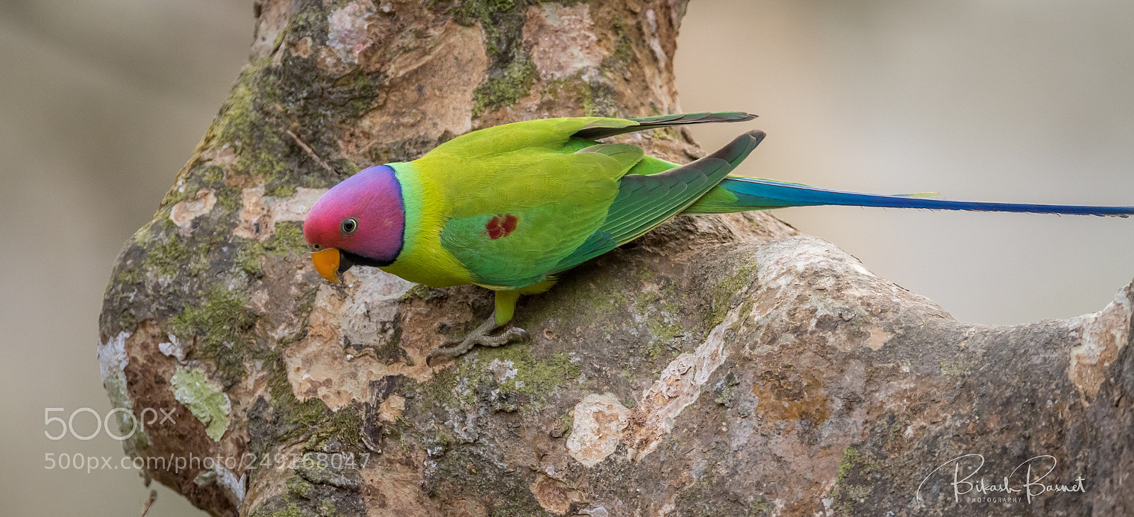 Canon EOS 7D Mark II sample photo. Winged beauty photography