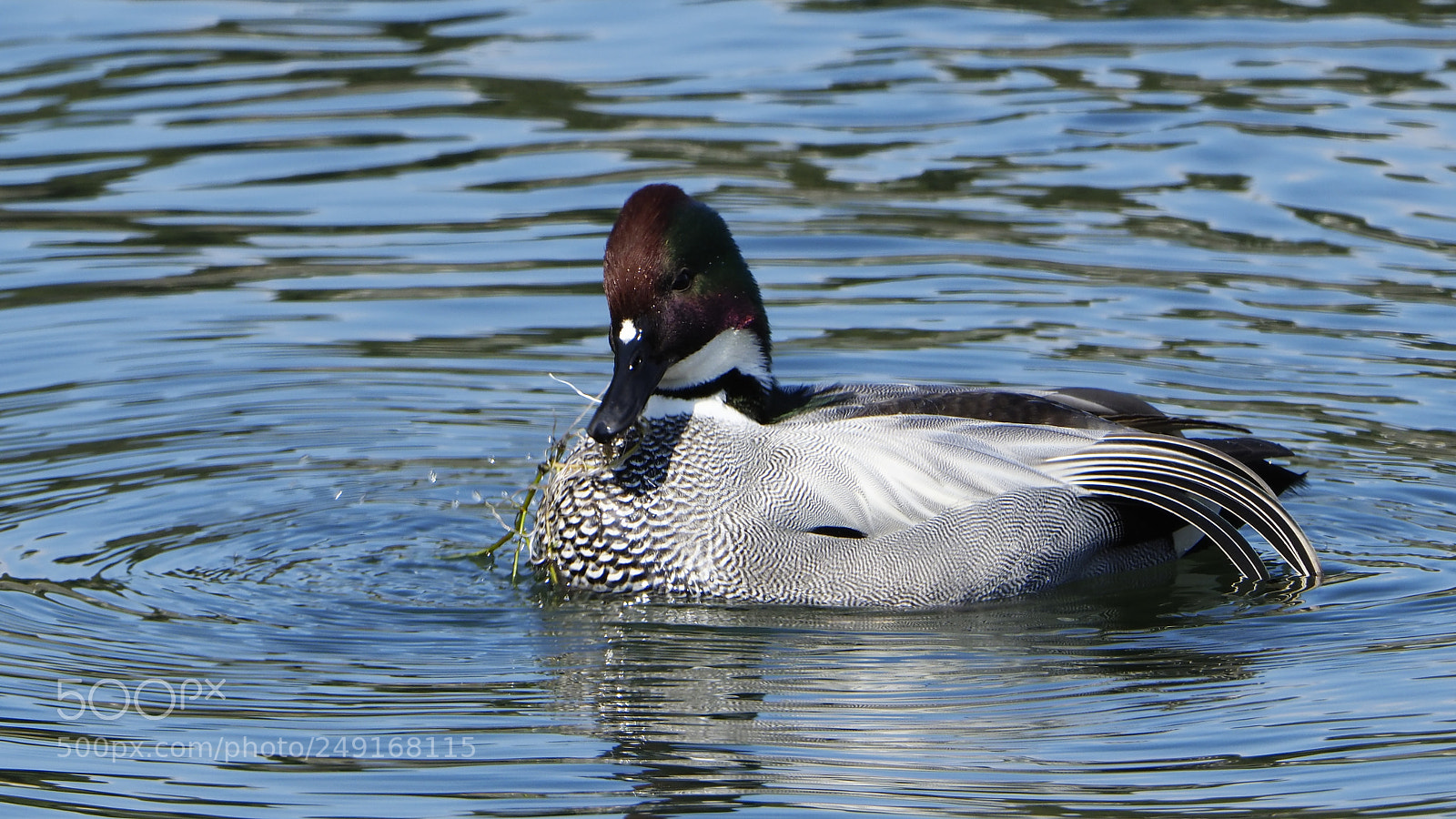 Olympus OM-D E-M1 Mark II sample photo. He is eating photography