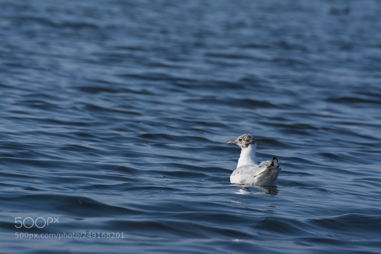 Nikon D5200 sample photo. Solitude photography