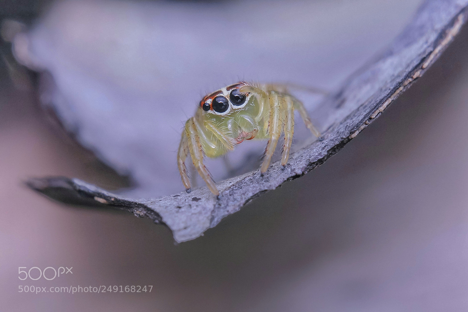 Canon EOS 1100D (EOS Rebel T3 / EOS Kiss X50) sample photo. Jumping spider photography