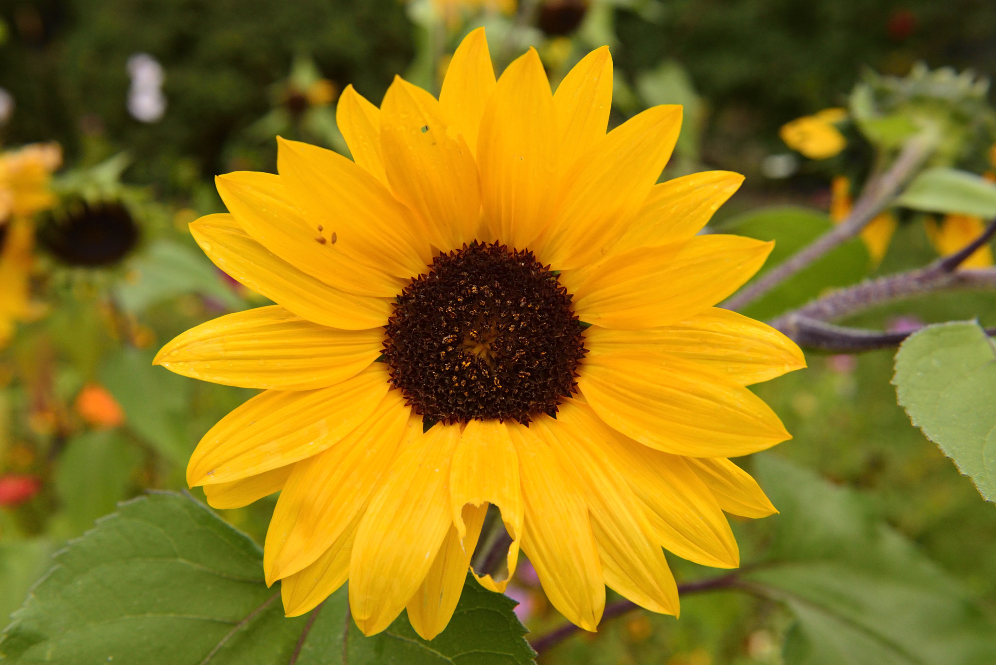 Nikon AF-S Nikkor 24-70mm F2.8G ED sample photo. Flowers photography