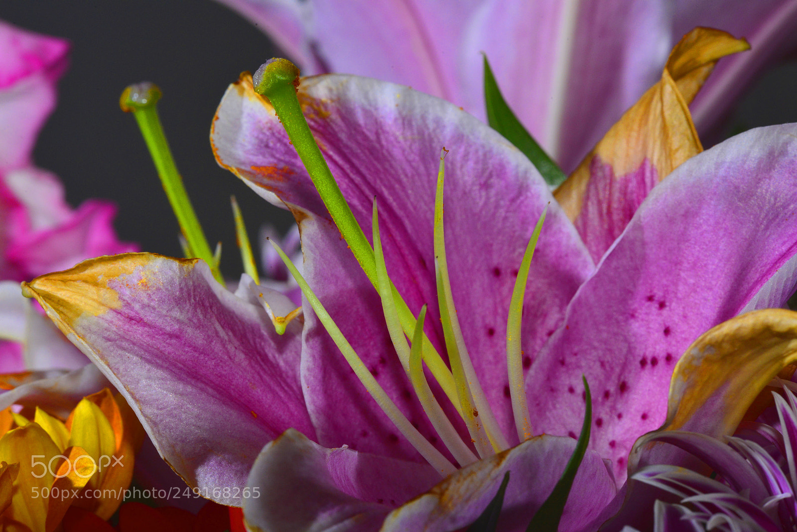 Nikon D610 sample photo. Flowers photography