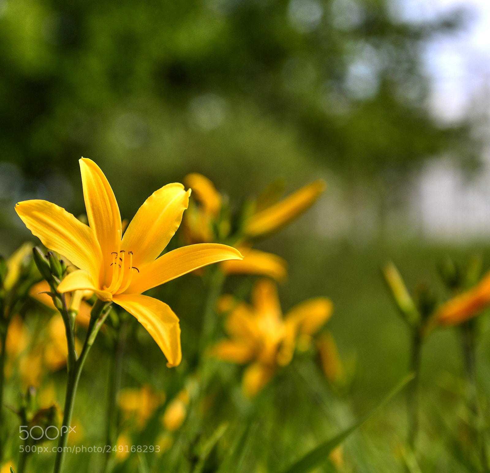 Nikon D610 sample photo. Flowers photography