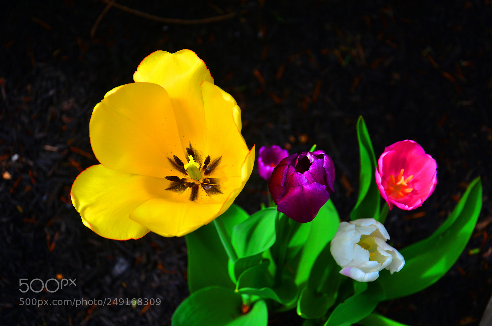 Nikon D7000 sample photo. Flowers photography