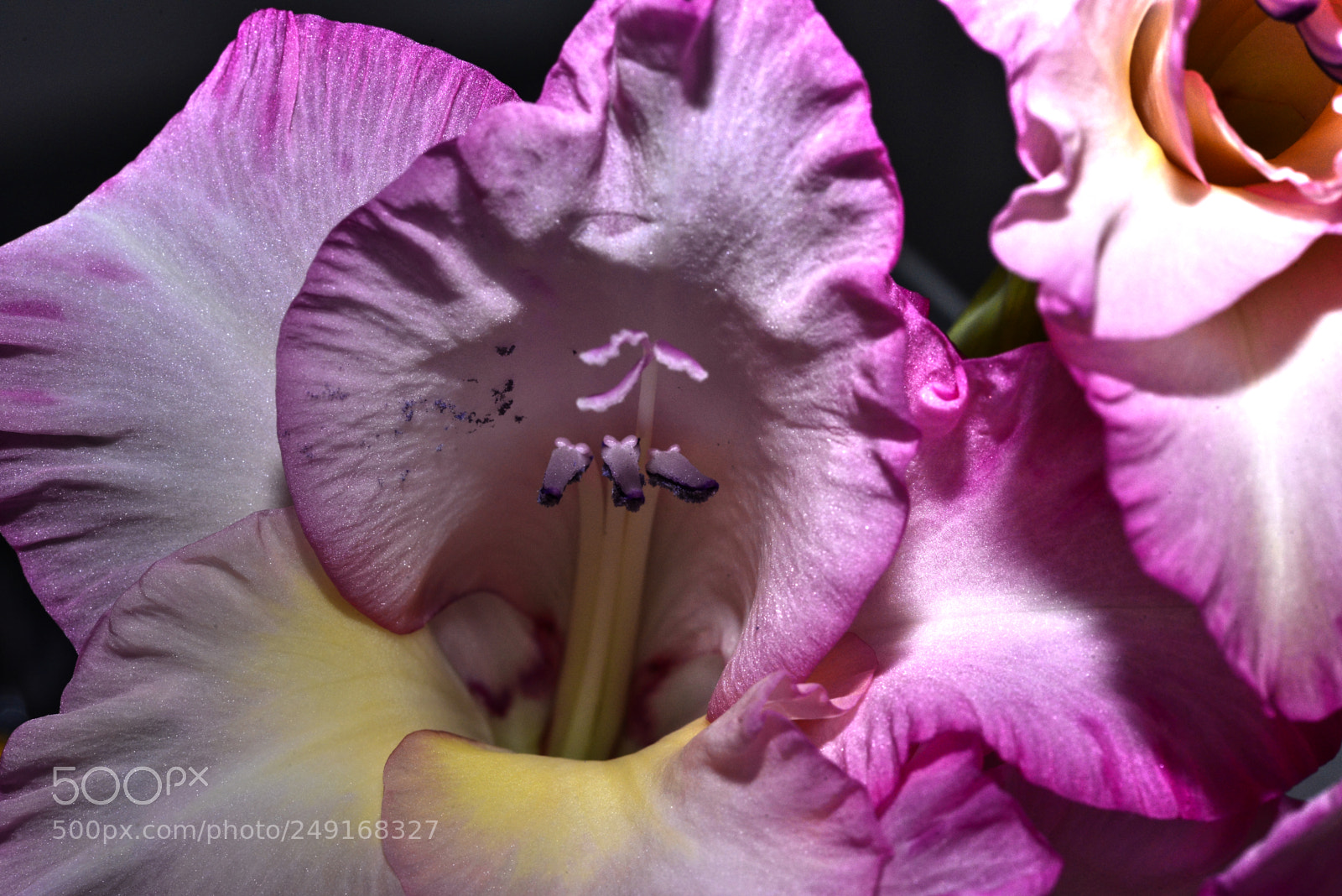 Nikon D610 sample photo. Flowers photography