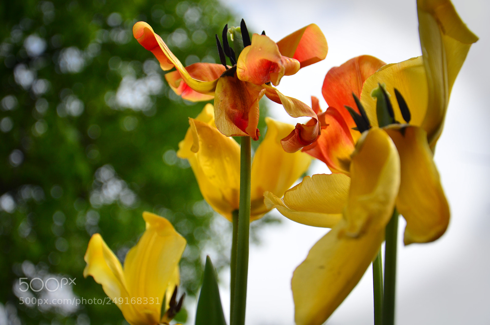 Nikon D7000 sample photo. Flowers photography