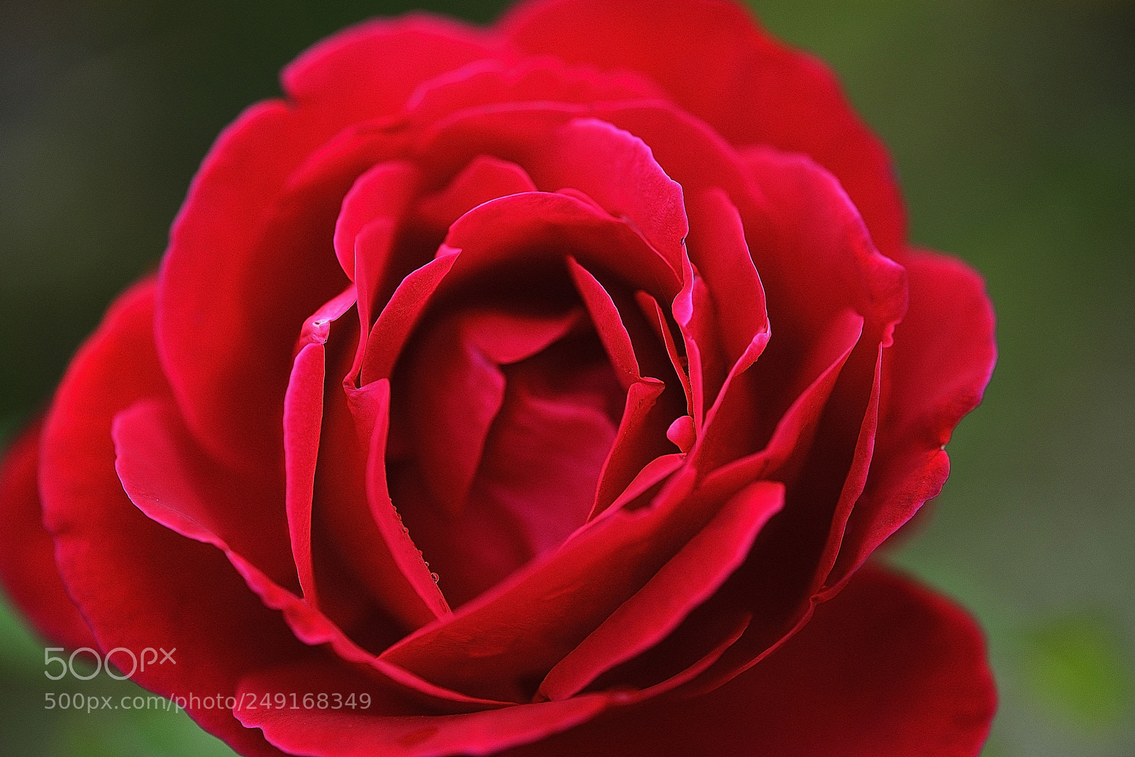 Nikon D610 sample photo. Flowers photography
