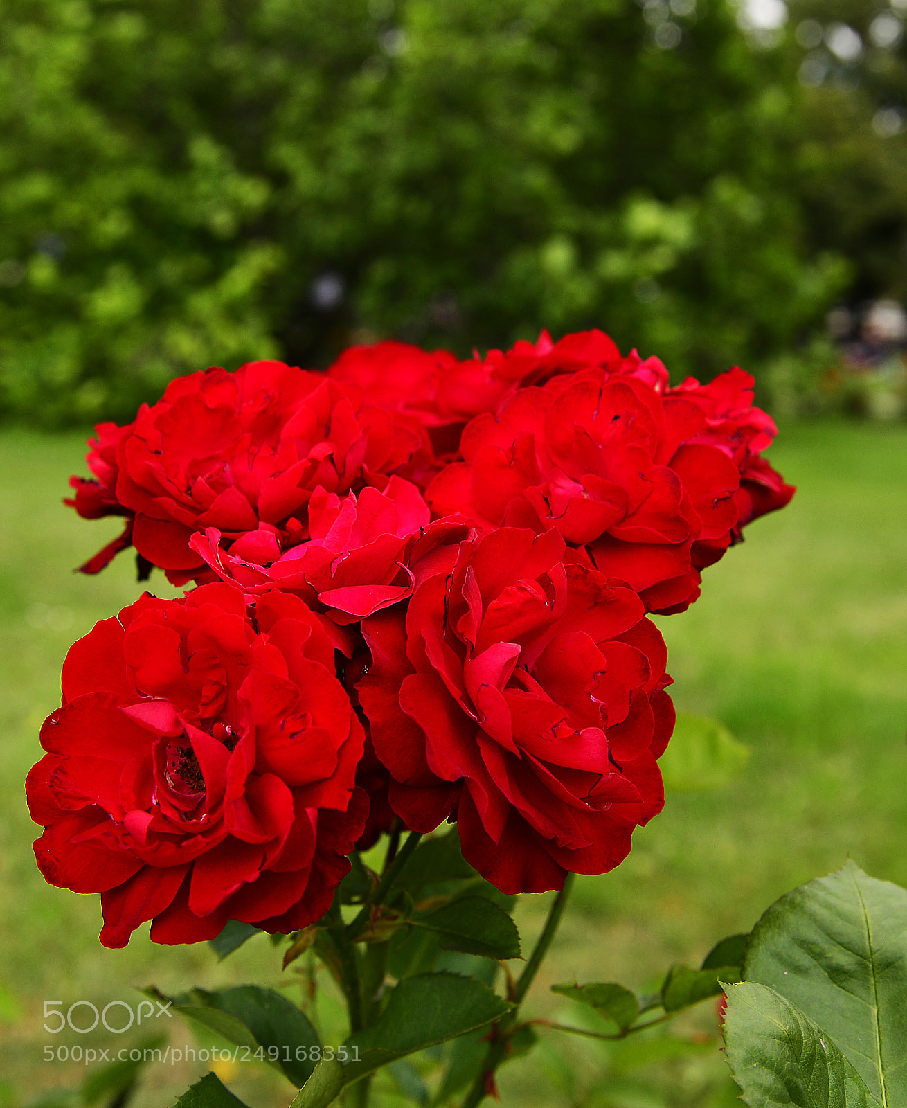 Nikon D610 sample photo. Flowers photography