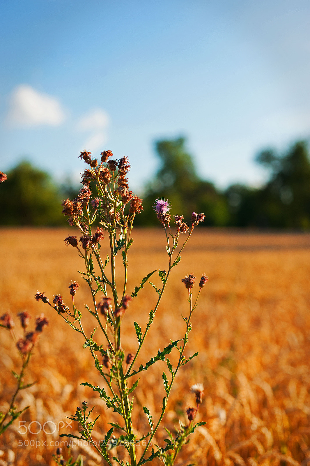 Nikon D3 sample photo. Flowers photography