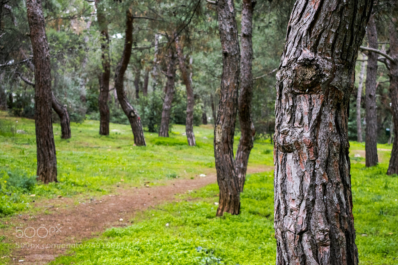 Nikon D3300 sample photo. Forest textures photography