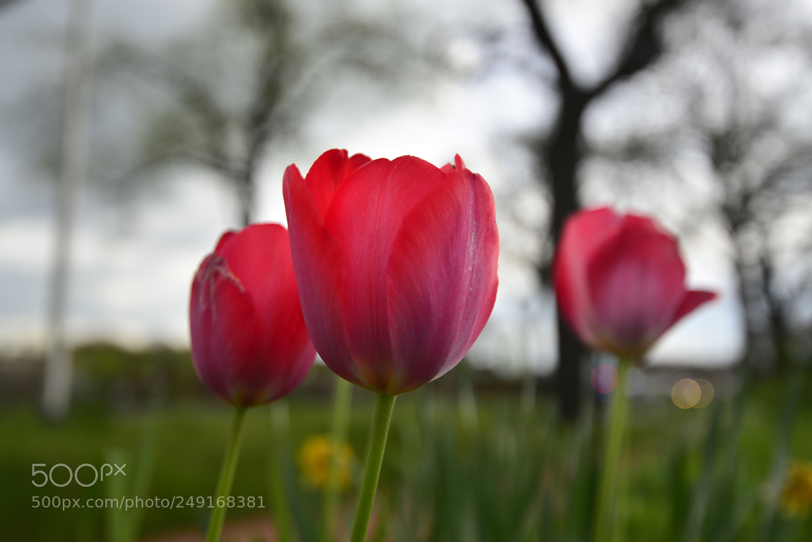 Nikon D610 sample photo. Flowers photography