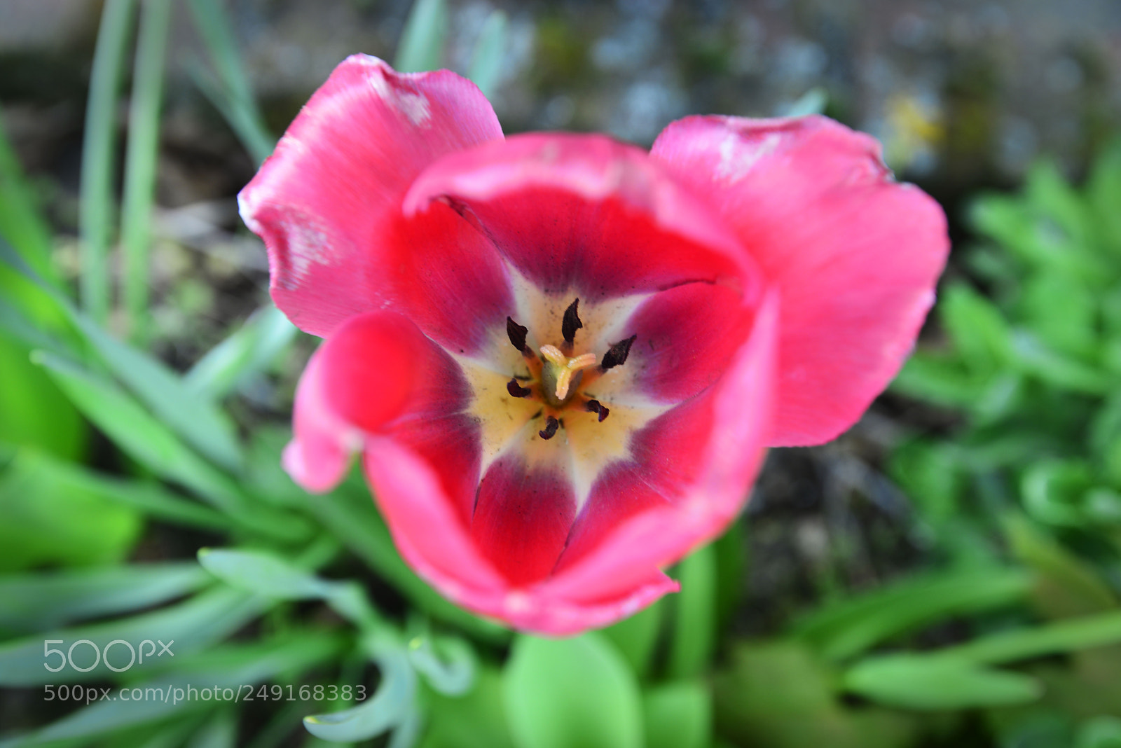 Nikon D610 sample photo. Flowers photography