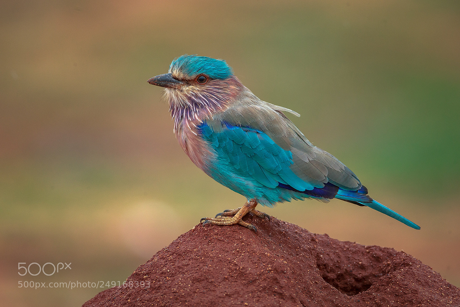 Canon EOS-1D X sample photo. Indian roller photography