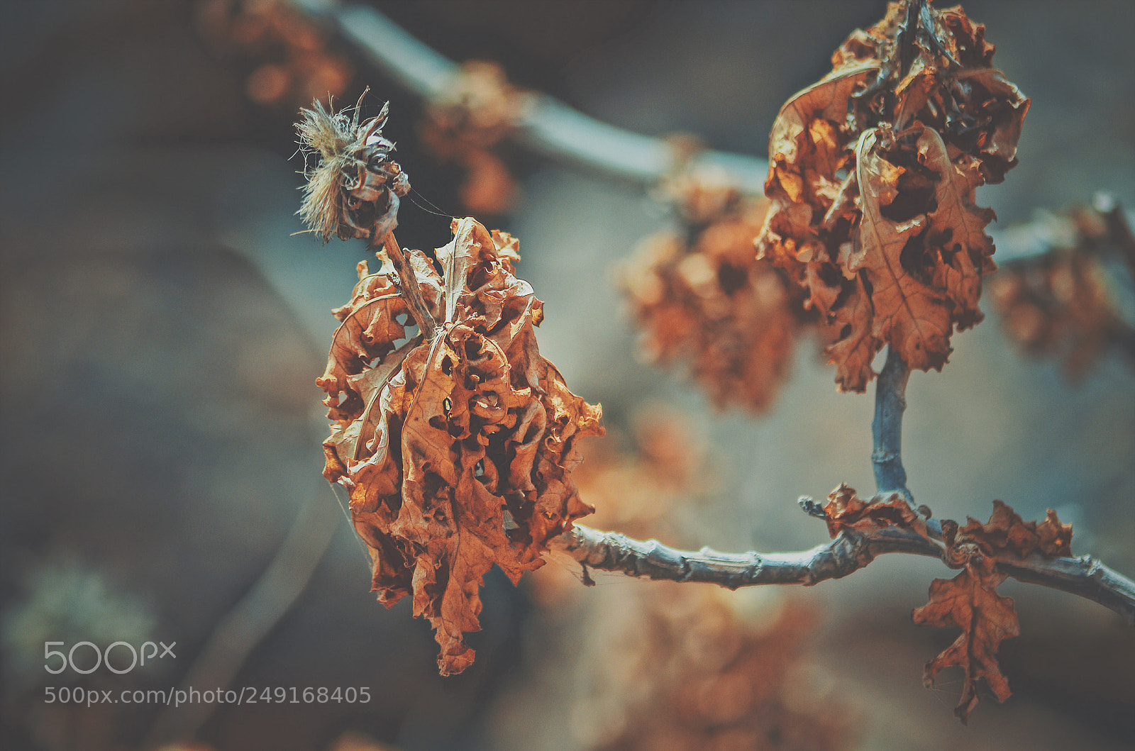 Nikon D5100 sample photo. Untitled photography