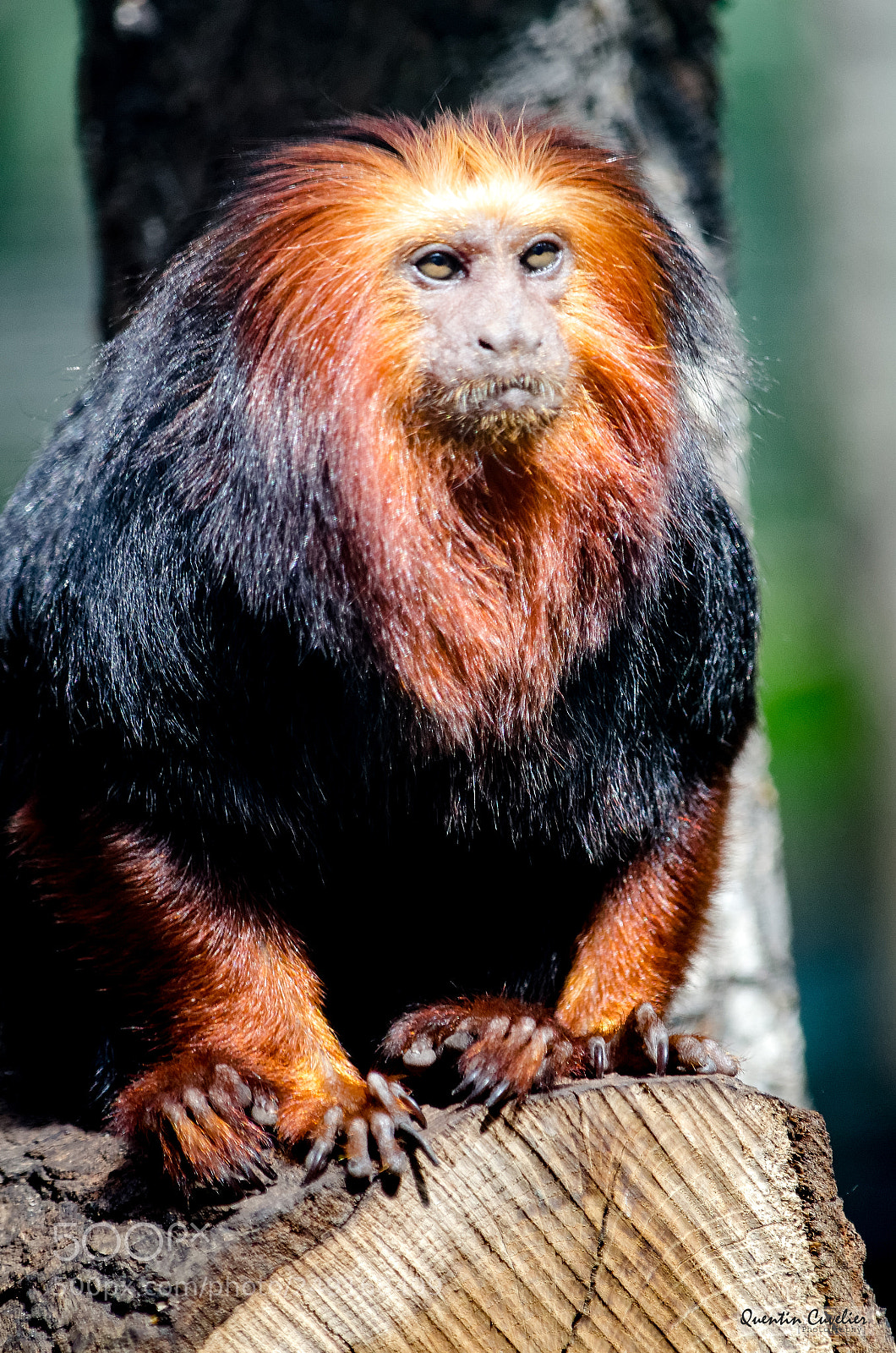 Nikon D7000 sample photo. Golden-headed lion tamarin 2 photography
