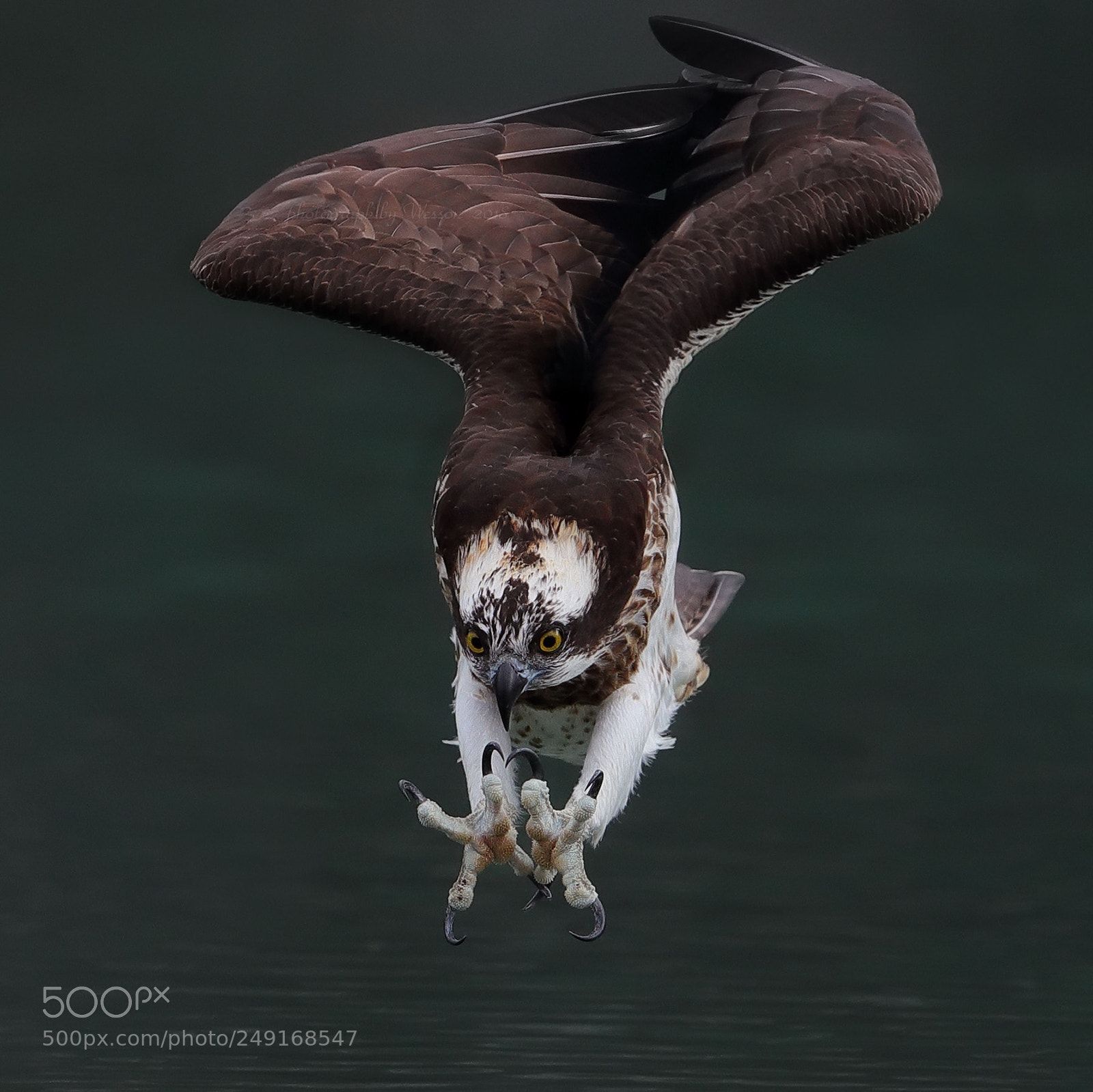 Canon EOS-1D X Mark II sample photo. Osprey photography