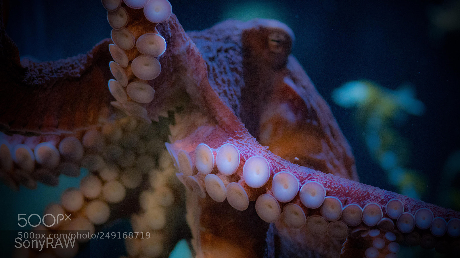 Sony a6500 sample photo. Octopus photography