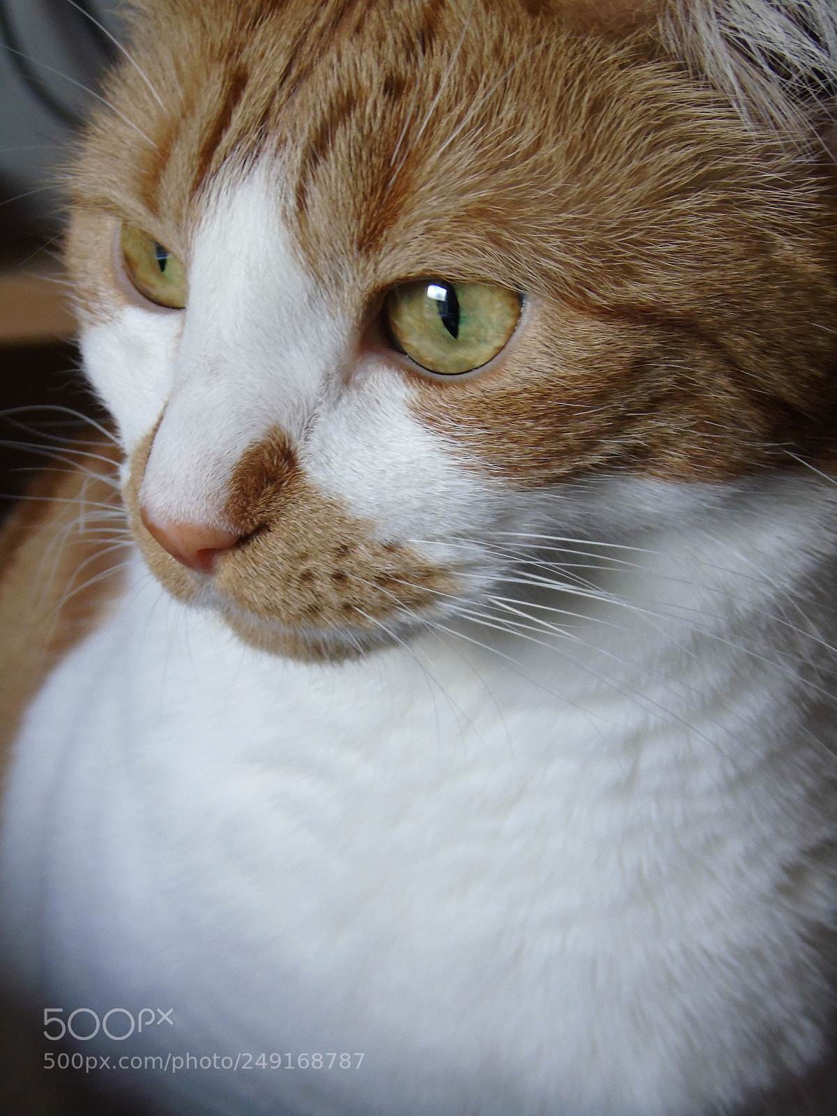 Sony Cyber-shot DSC-H400 sample photo. Valentine keeps an eye photography