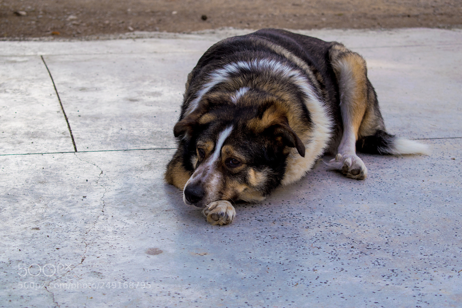 Nikon D3300 sample photo. Puppy eyes photography