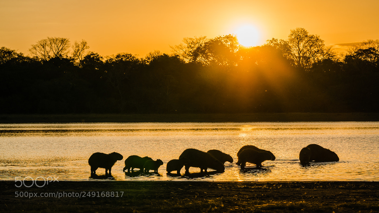 Sony Alpha NEX-5R sample photo. Capybara family in the photography