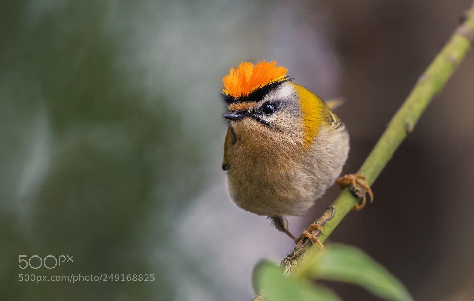 Nikon D500 sample photo. Firecrest... photography