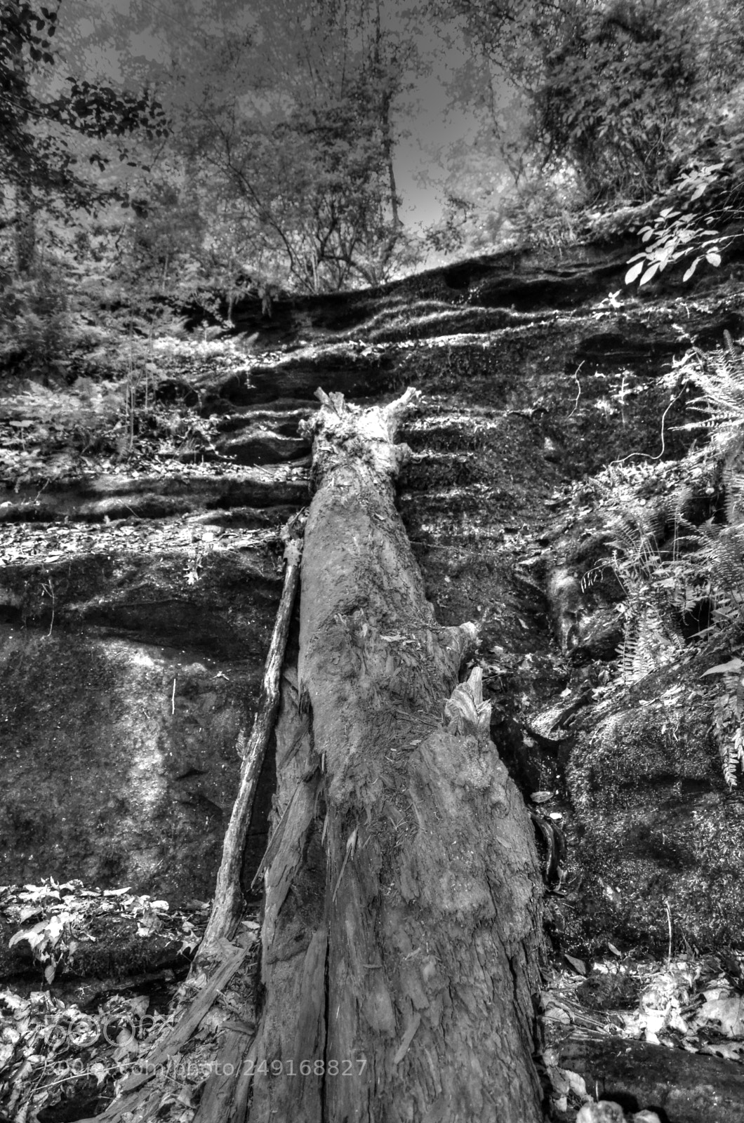 Nikon D7000 sample photo. B&w tree trunk photography