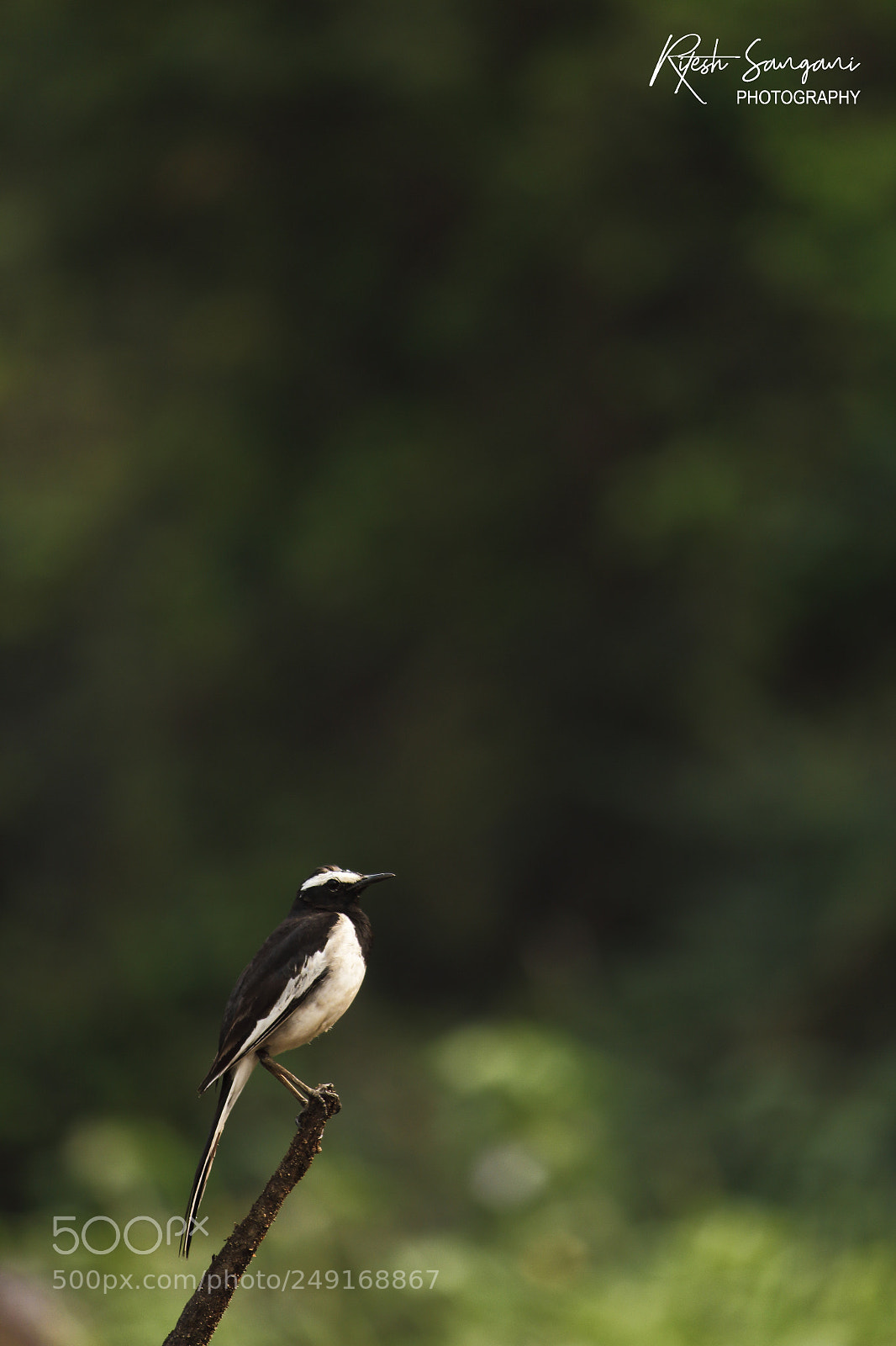 Canon EOS 700D (EOS Rebel T5i / EOS Kiss X7i) sample photo. The poser.....! photography