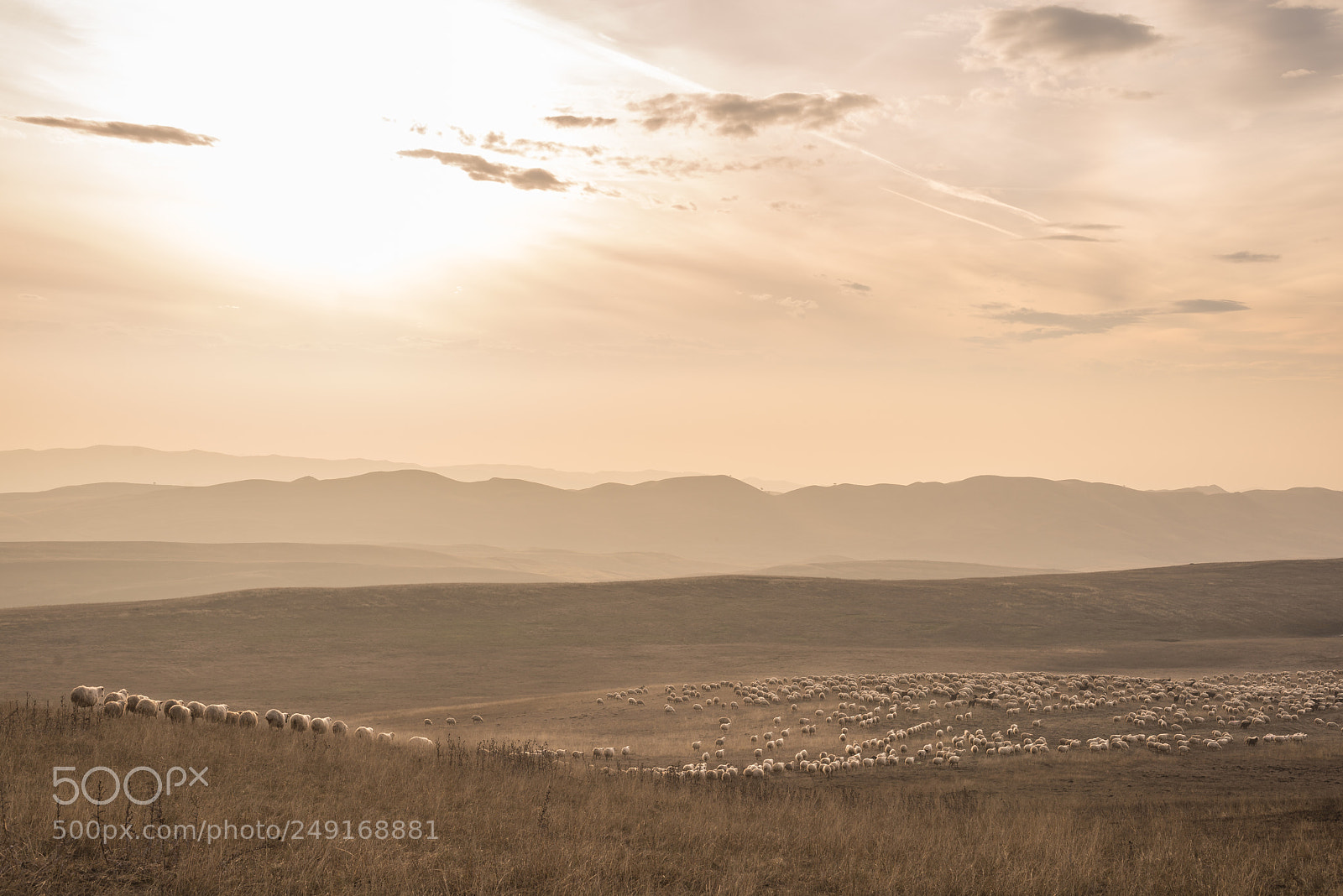 Nikon D600 sample photo. Sheep herd photography