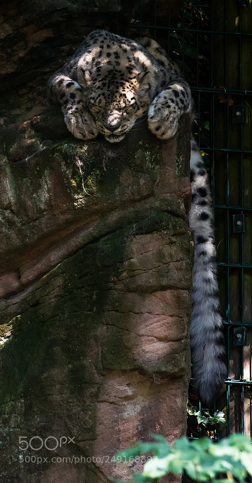 Pentax K-1 sample photo. Taking a nap photography