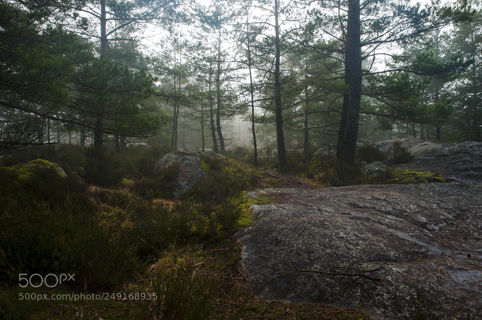 Nikon Df sample photo. Fontainebleau - xii photography