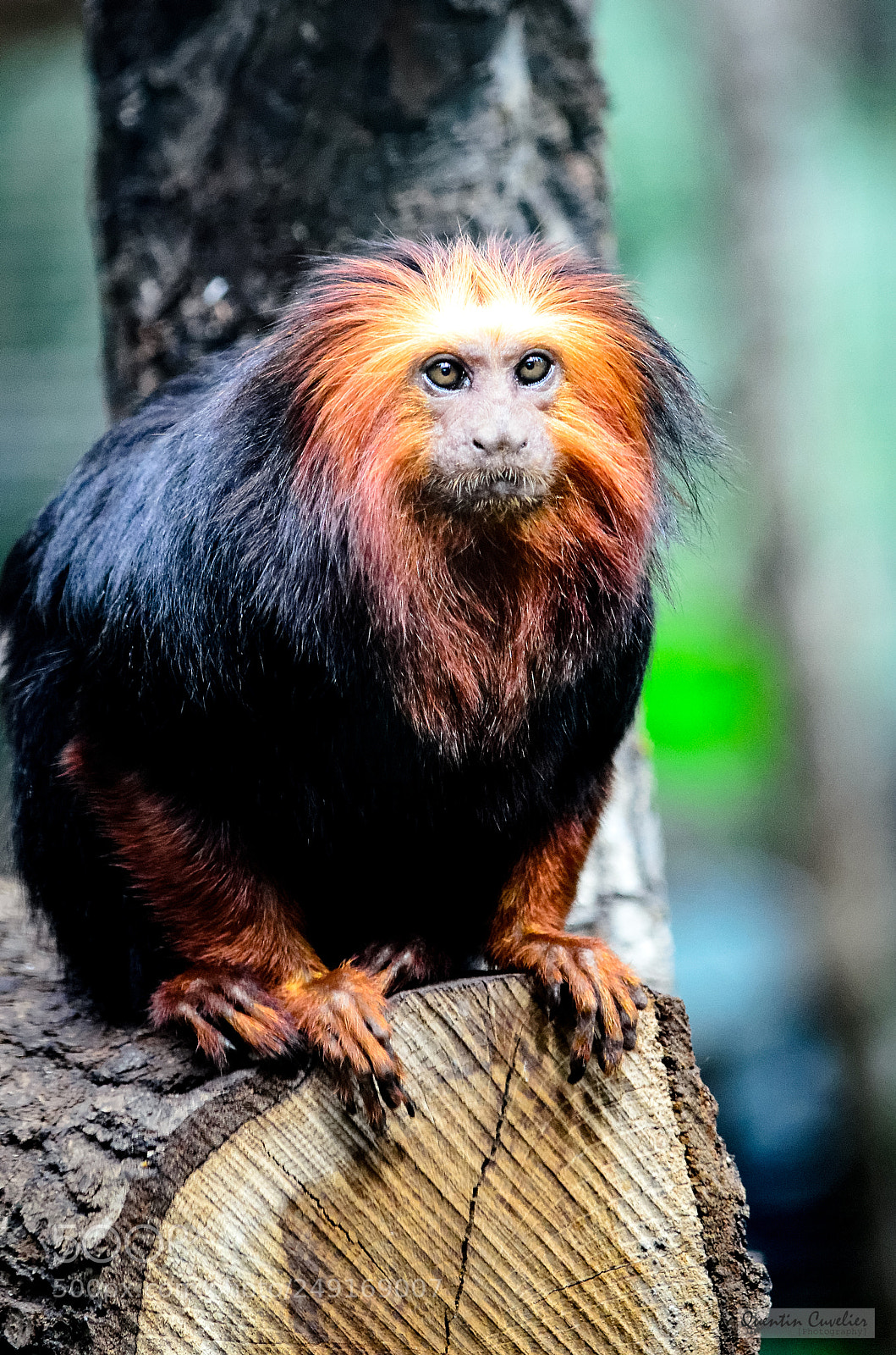Nikon D7000 sample photo. Golden-headed lion tamarin 3 photography